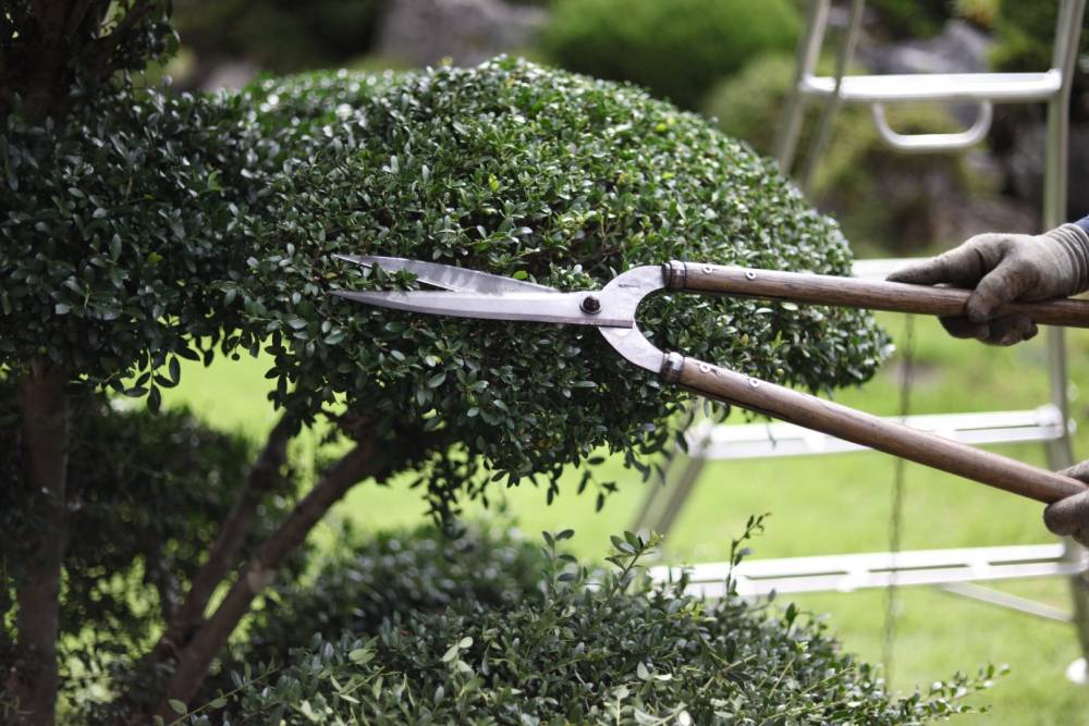 Taille d'arbuste près de Oyonnax